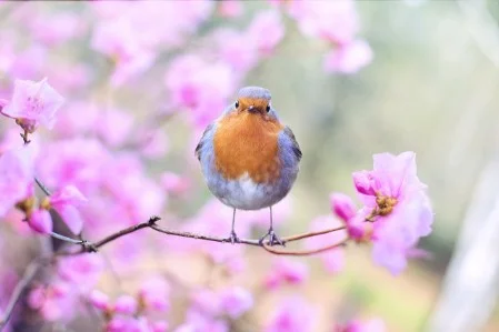 birdy