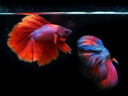 red fishes